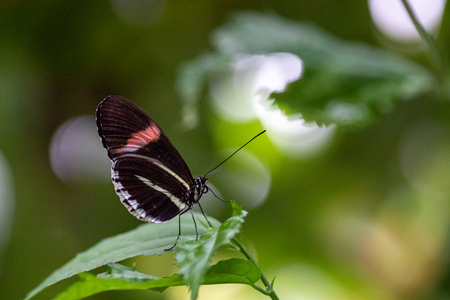 PAPILLON-20.jpg